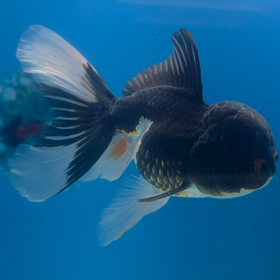 Thai Oranda Panda 3.5” Male(FEB-709)R1A07