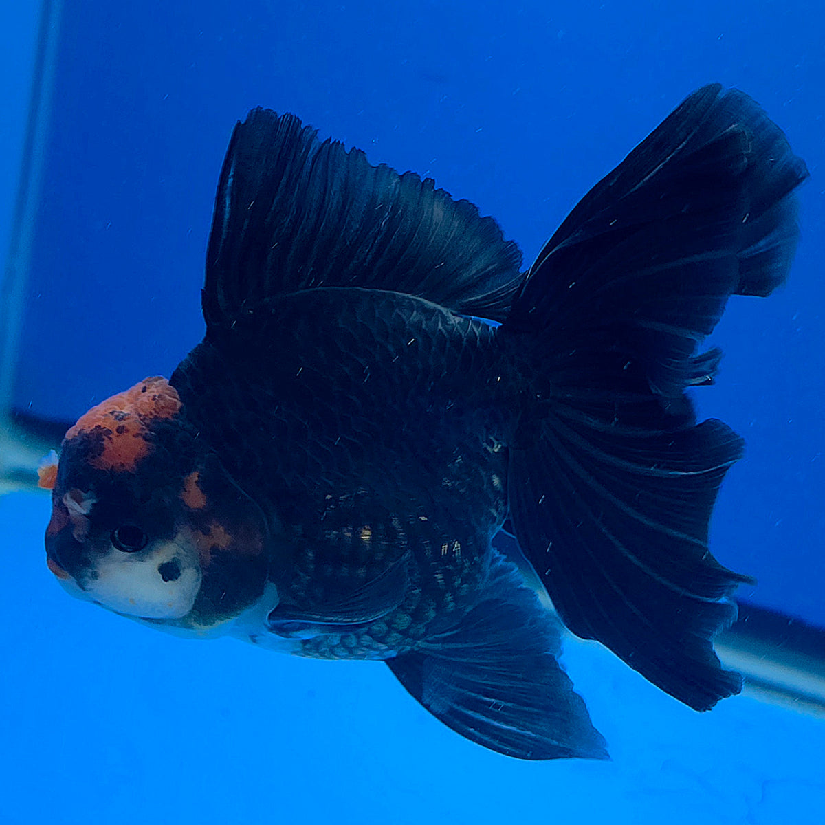 Thai Oranda Red Cap Apache 3.00" Body Male (FEB-791)R1B03