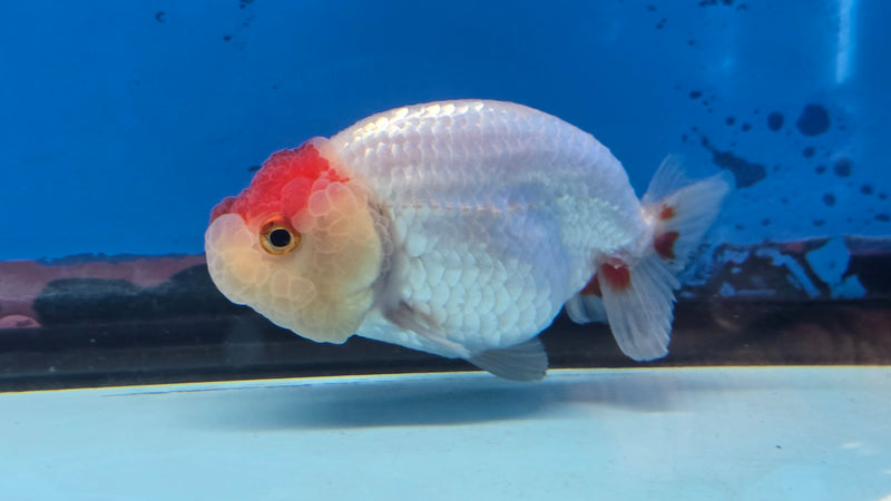 Thai Red/White Lionchu Ranchu 2.75 inch Body Male (NNN-2084)R4C07