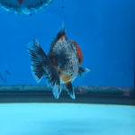 Thai Oranda Red Cap Blue Kirin Shogun Farm 2.5" Body Female 6mths(FEB-584)R3B02