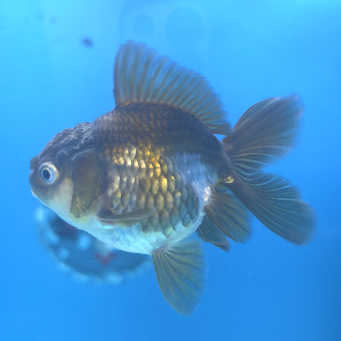 Thai Oranda Panda Silver 2.5” Female(FEB-663)R3B04