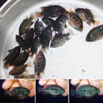 GREEN TEXAS GT75 FRY 1.00-2.00 inch