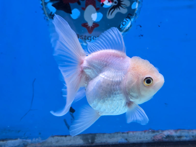Thai Lemon Head White Oranda Orchid Tail Medium Breed 3.00 inch Body Female (NNN-2068)R1A05