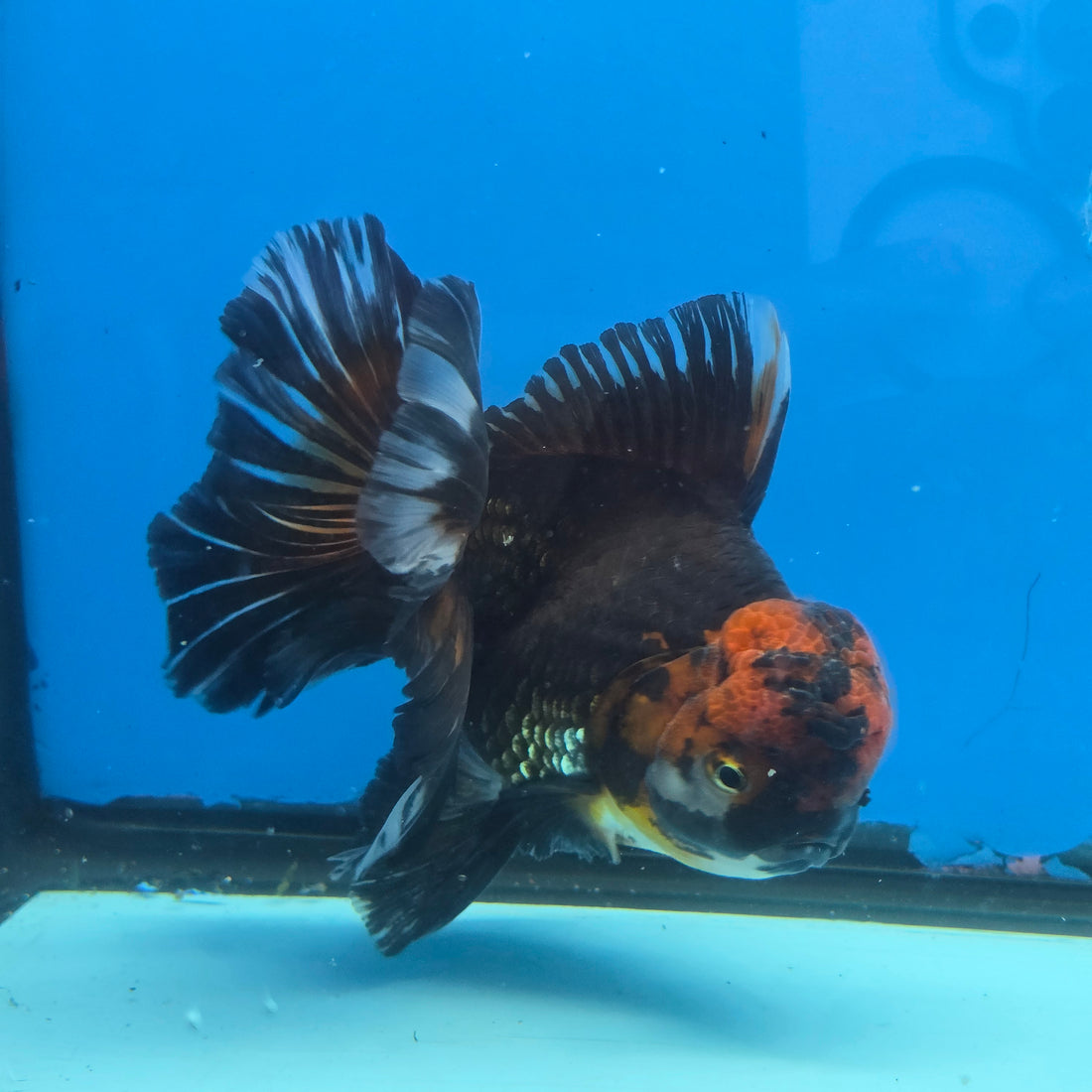 Thai Oranda Red Cap Black 5" Body male 12mths(FEB-573)R3A01