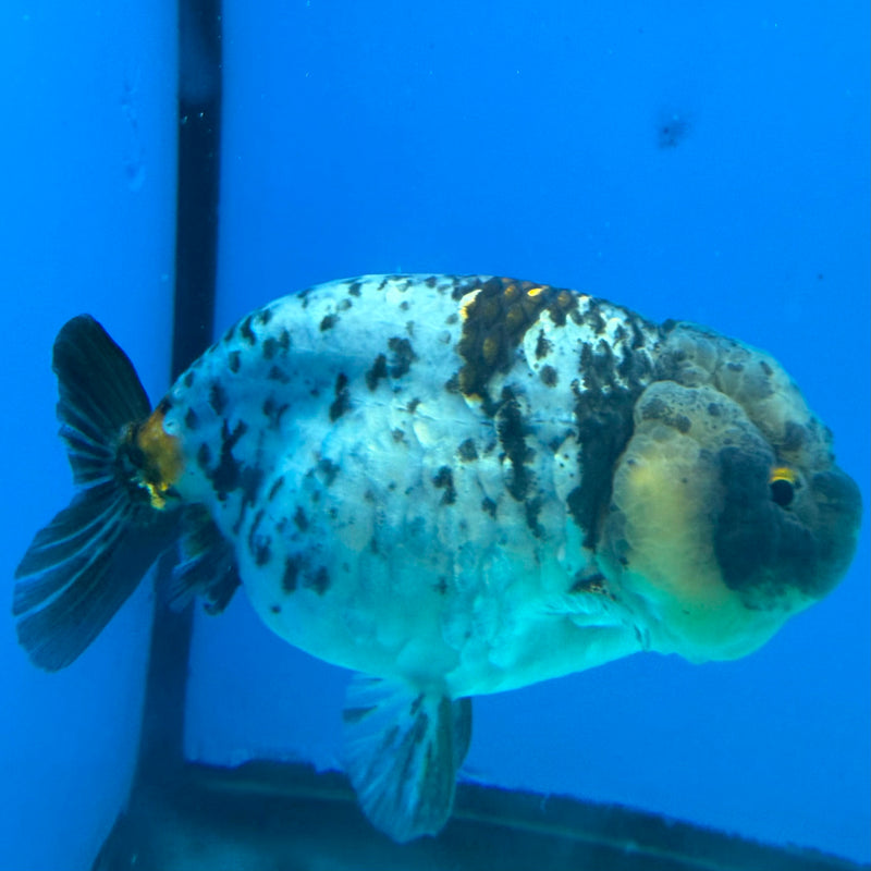 Thai Ranchu Granite Body 3.5in Female (FEB-451)BLUETUBA