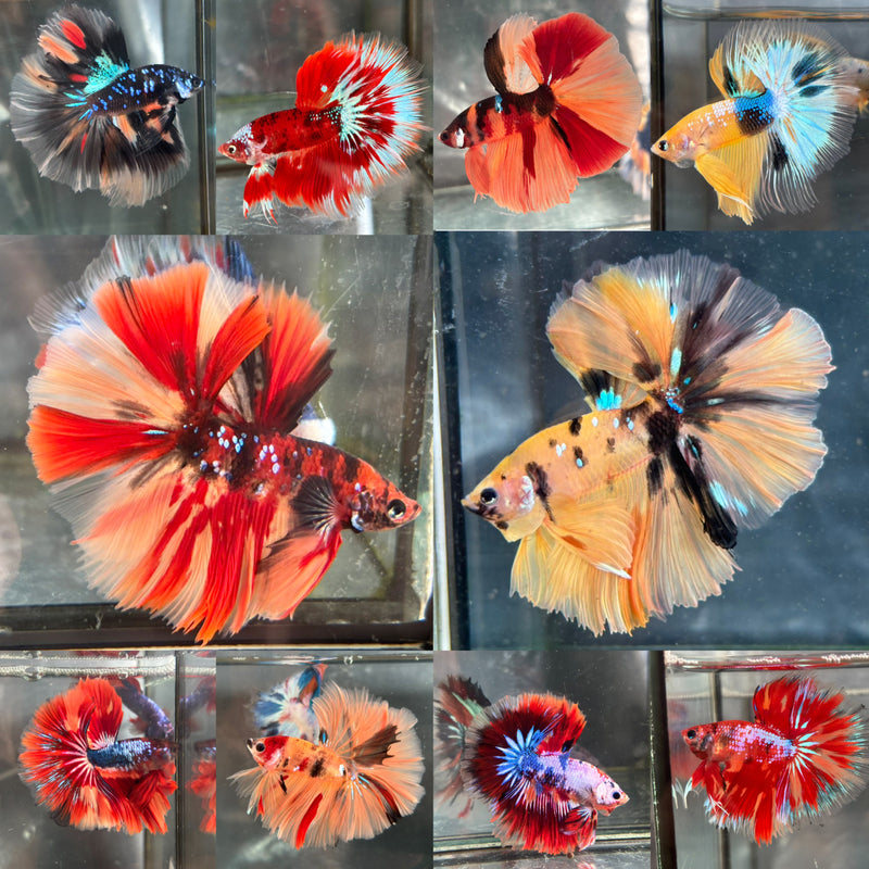 GALAXY NEMO KOI HALFMOON (CBM-1123)