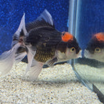 Thai Oranda Red Cap Panda 2.5"male(FEB-656)R3B21