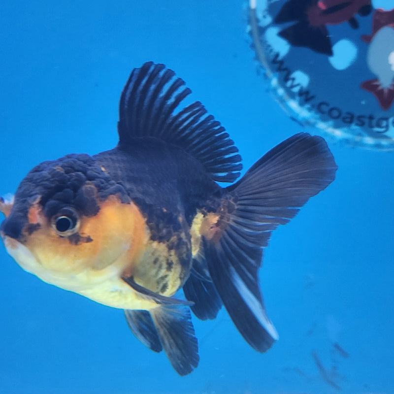 Thai Oranda Copper Panda 2.5 F (FEB-176)R3A07