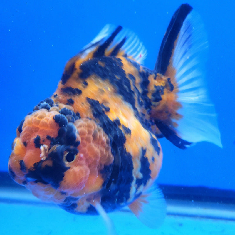 Thai Oranda Apache 3.5” Body Female(FEB-357)SHOWTANKB