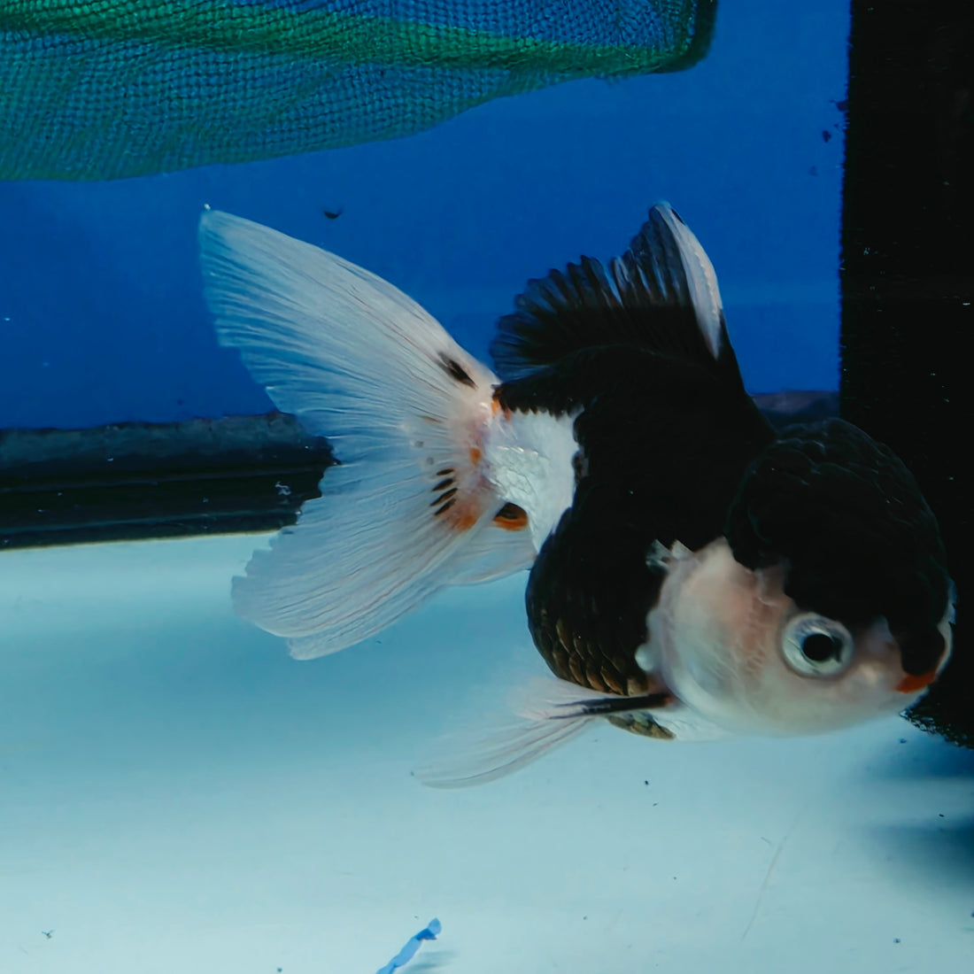 Thai Oranda Tri Color Short body breed 2.5" Body Female 6mths(FEB-560)R3B22