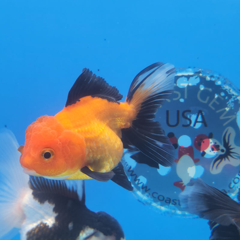 Thai Oranda Apache-Tri 2.5 F (FEB-182)R3A07