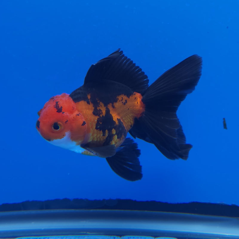 Thai Oranda Apache 2.5” Female (FEB-247)R3B04