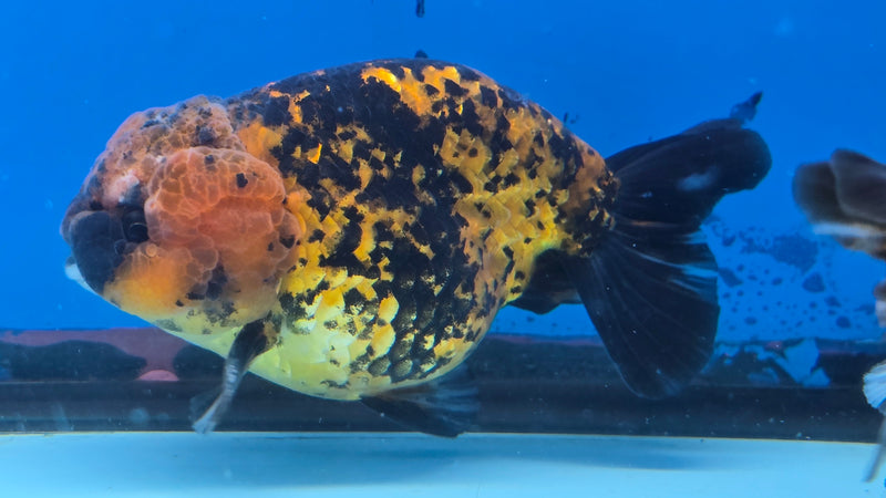 Thai Calico Red Tiger 4.00 inch Body Male (CK-066)R1A12