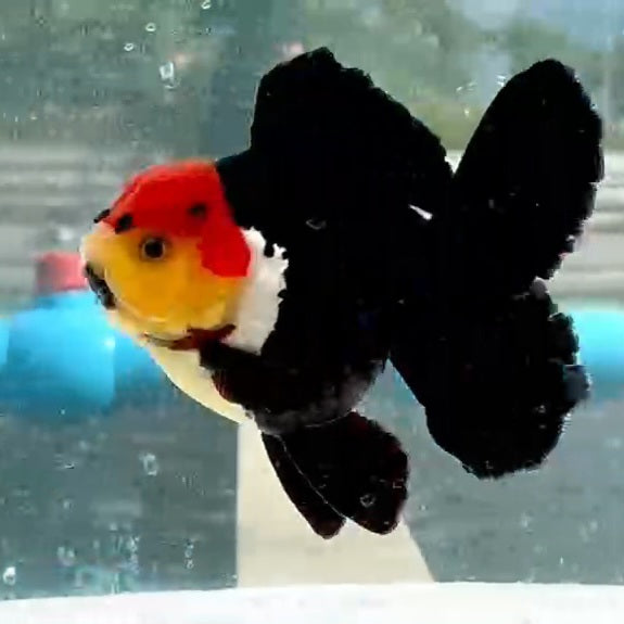Thai Jumbo Tri Color Oranda Orchid Tail 4.50 inch Body (QGF-JO1161)