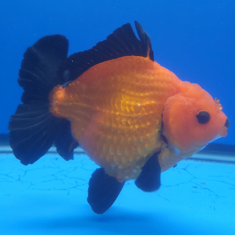 Thai Jumbo Oranda Apache 4in Female (FEB-230)BLUETUB1