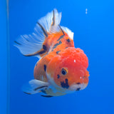 Thai Oranda Red Apache  3.80" Body Female (FEB-804)R1B04