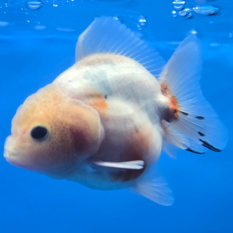 Thai Shogun Calico Oranda 2.5" Body Male A+ Grade(CK-609)R3A03