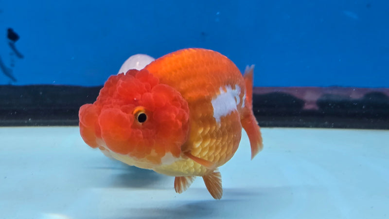 Thai Red/White Lionchu Ranchu 2.75 inch Body Male (NNN-2083)R4C07