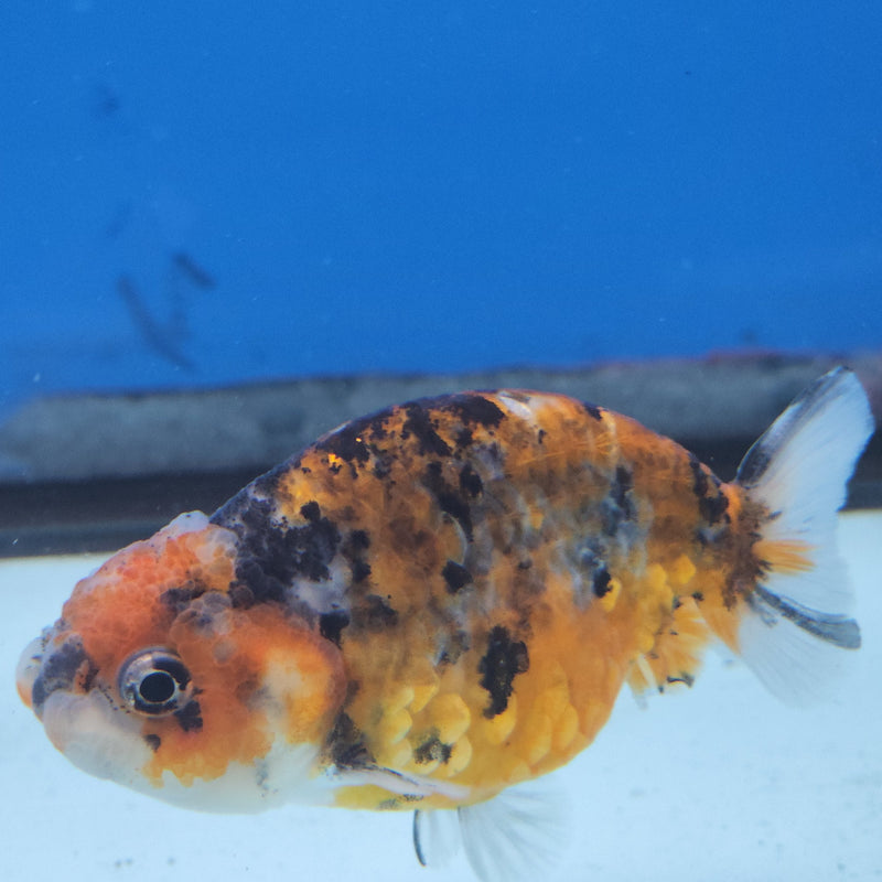 Thai Ranchu Calico 2.5in Female (FEB-340)R3A14