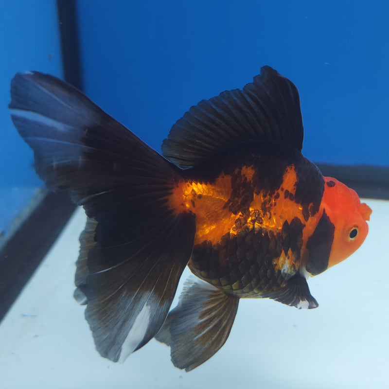 Thai Oranda Apache 3” Female (FEB-255)R3A04