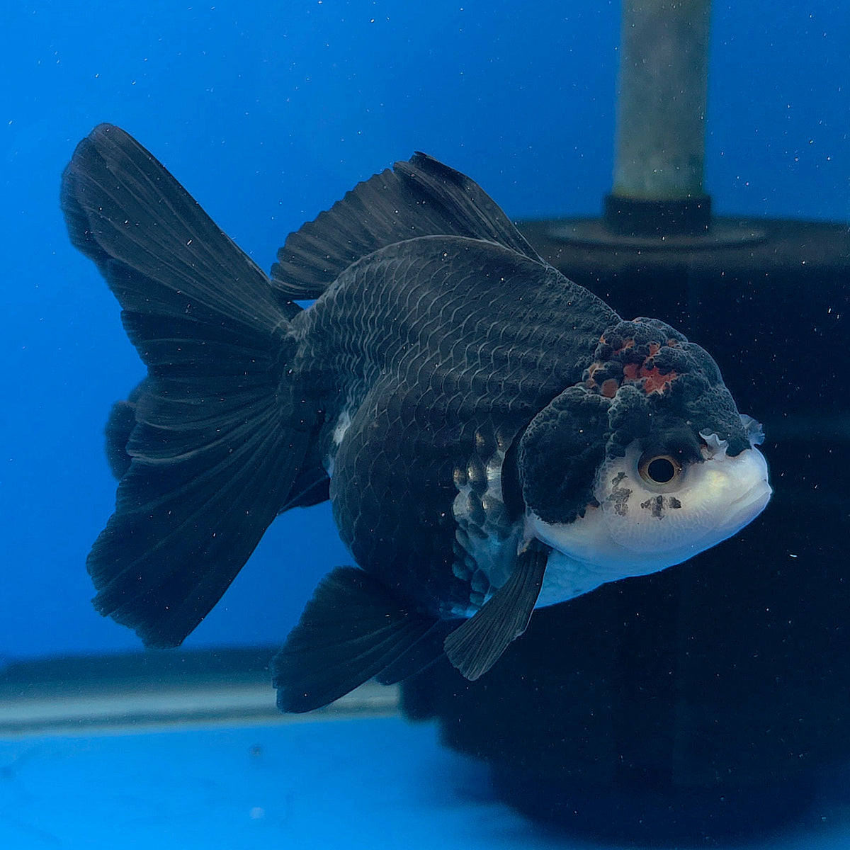 Thai Oranda Red Cap Panda 3.00" Body Female (FEB-797)R1B03