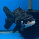 Thai Oranda Red Cap Panda 3.00" Body Female (FEB-797)R1B03
