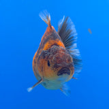 Thai Oranda Calico Sakura Shogun Farm 3" Body Male (FEB-826)R3B19