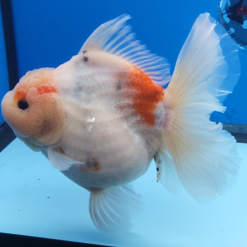 Thai Jumbo Red & White Sakura Orchid Tail Oranda by NK THAILAND 5.00 inch Body (NKT-FEB-373)