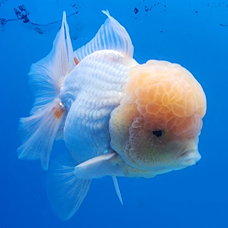 Thai Oranda Lemon Head Full White 3.5” Body Male(CK-1437)BLUETUB2