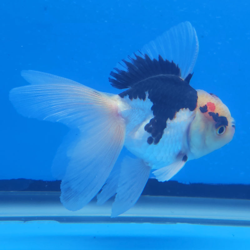 Thai Oranda Panda Tri-Color 2.5in Female (FEB-203)R3B06