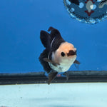 Thai Oranda Panda Color 2.8 in Body Female (FEB-531)R3A06