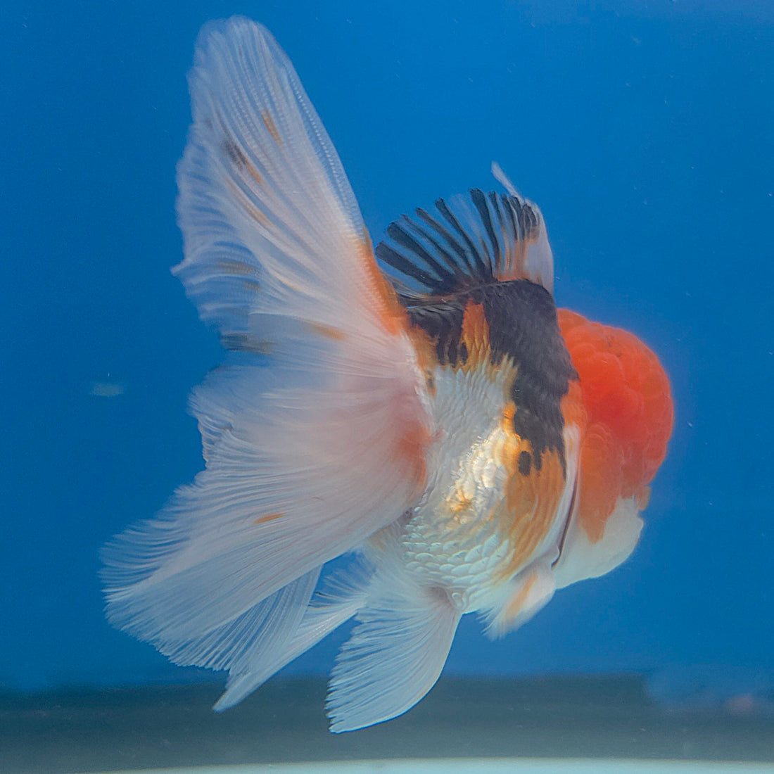 Thai Oranda Tri-Color 3.5” Female(FEB-715)R1A07