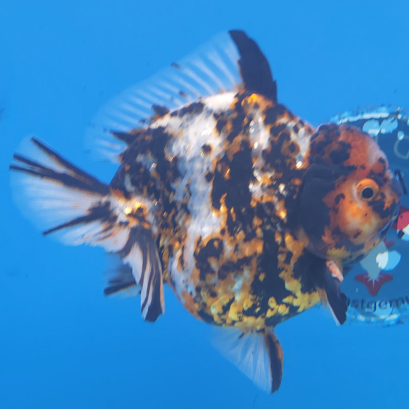Thai Jumbo Black Tiger Orchid Tail Oranda by NK THAILAND 5.00 inch Body (NKT-FEB-371)