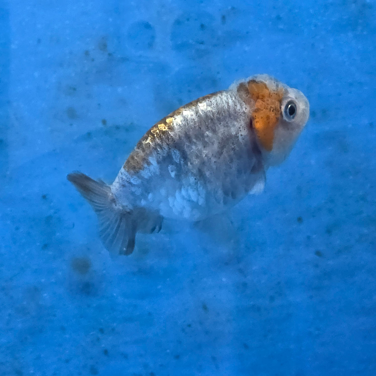 Thai Ranchu Calico Tiger 2.00" Body (FEB-879)R2B06