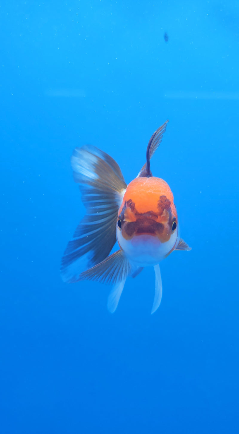 Thai Oranda Tri-Color 2.5in Female (FEB-201)R3B07