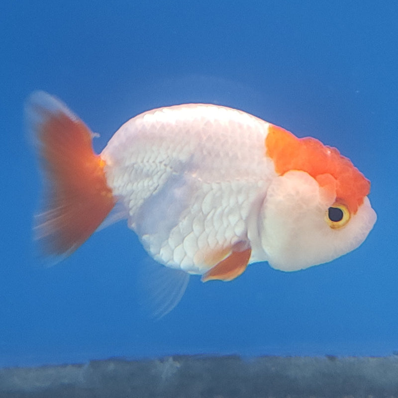 Chinese Ranchu Red & White 2in Female (FEB-333)R3B16