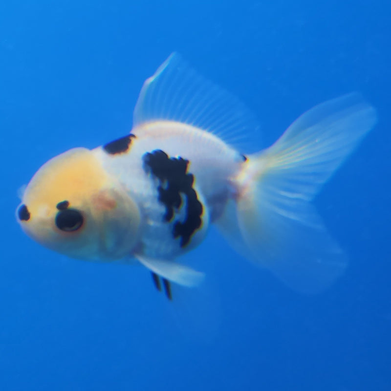Thai Oranda Panda Tri-Color 2.5in Female (FEB-204)R3B06