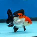 Thai Oranda Tri Color 3 in Body Female (FEB-525)R3A07