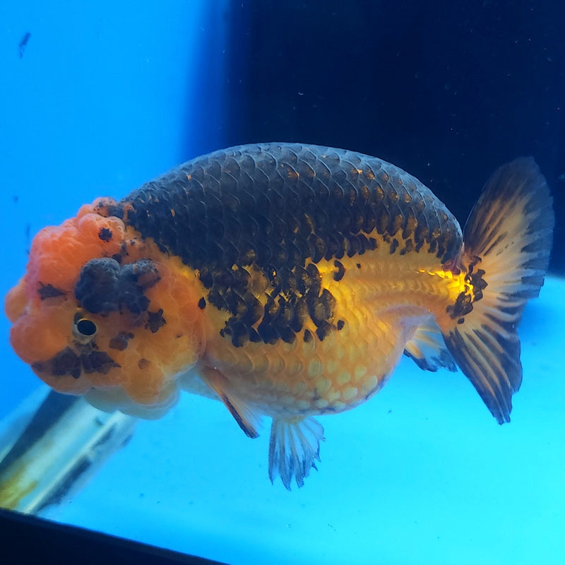 Thai Ranchu Apache 3.5” Body Female(FEB-358)SHOWTANKB