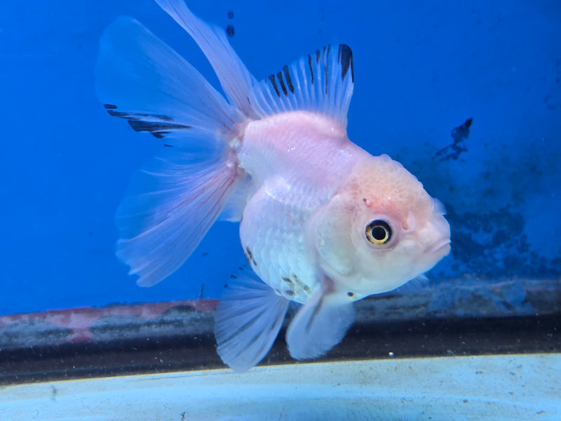 Thai Lemon Head White Oranda Orchid Tail Medium Breed 3.00 inch Body Female (NNN-2067)R1A05