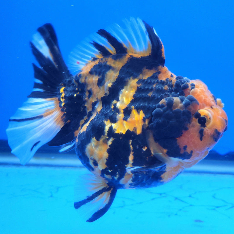 Thai Oranda Apache 3.5” Body Female(FEB-357)SHOWTANKB