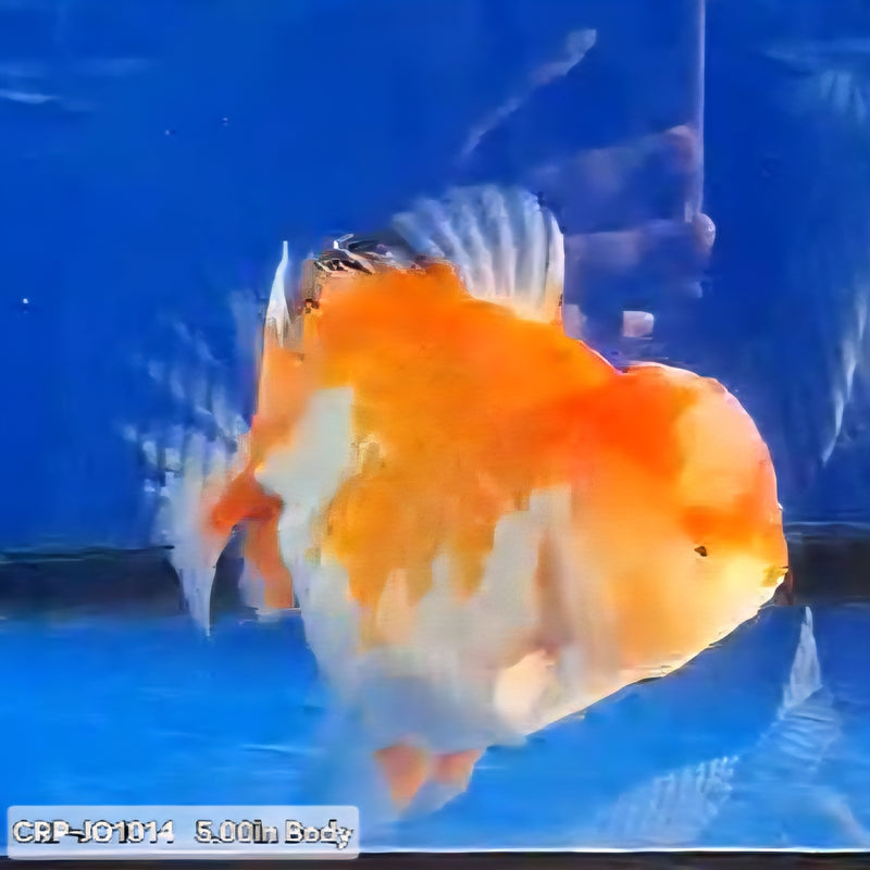 Thai Premium Jumbo Red/White Short Tail Giant Breed 5.00 inch Body Oranda (CRP-JO1014)