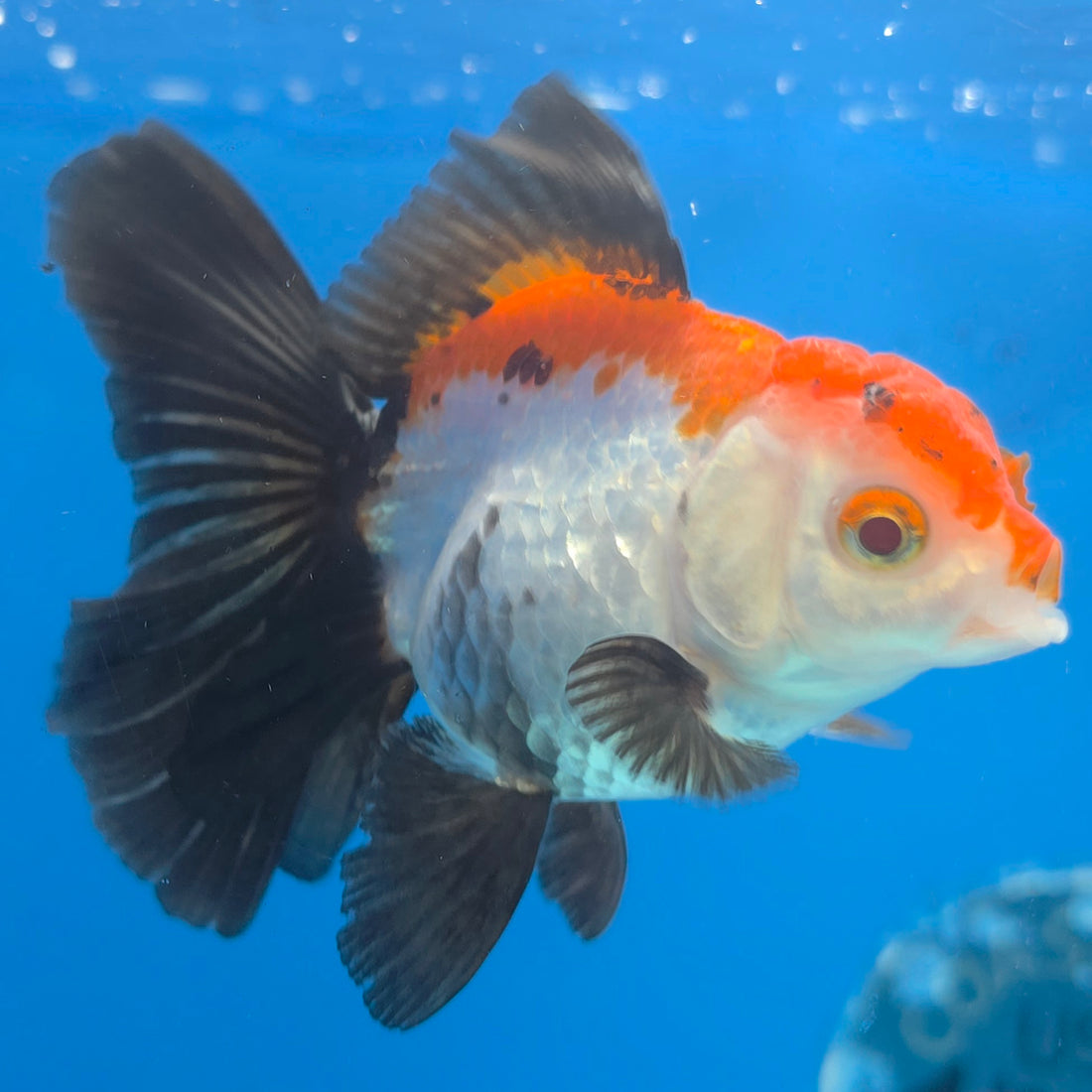 Thai Oranda Tri-Color Sakura 2.5” Male(FEB-634)R3B15