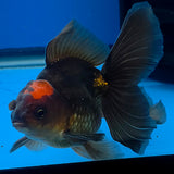 Thai Oranda Apache 3.00" Body Male (FEB-787)R1B03