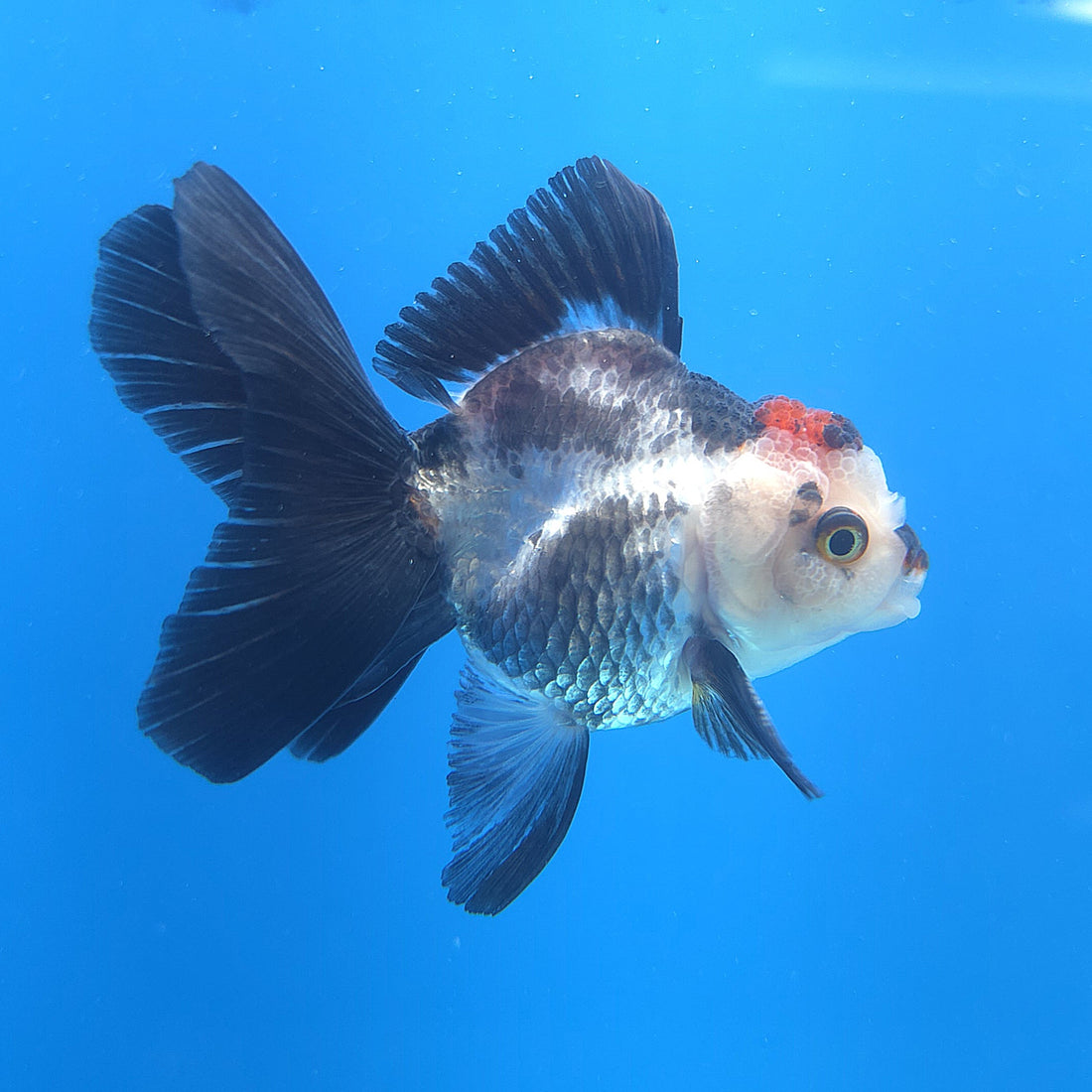 Thai Lemonhead Panda 2.5” Male(FEB-667)R3B03