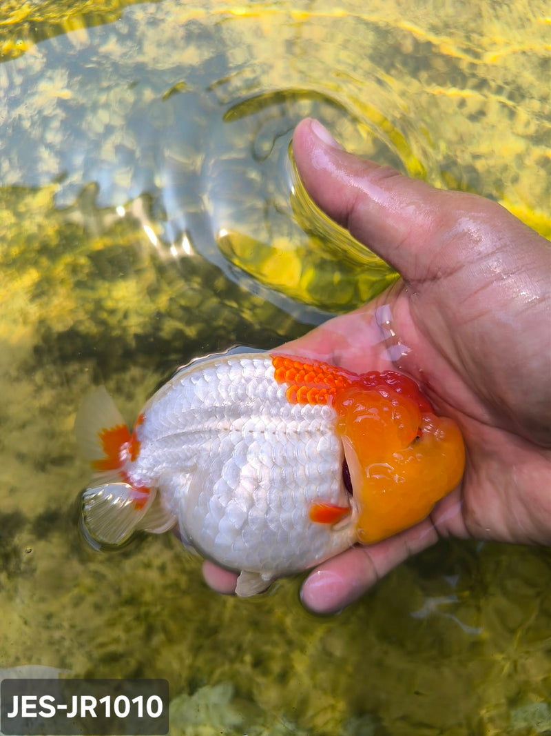 Thai Dragon Head Ranchu Red & White 4.00 inch Body (JES-JR1010)