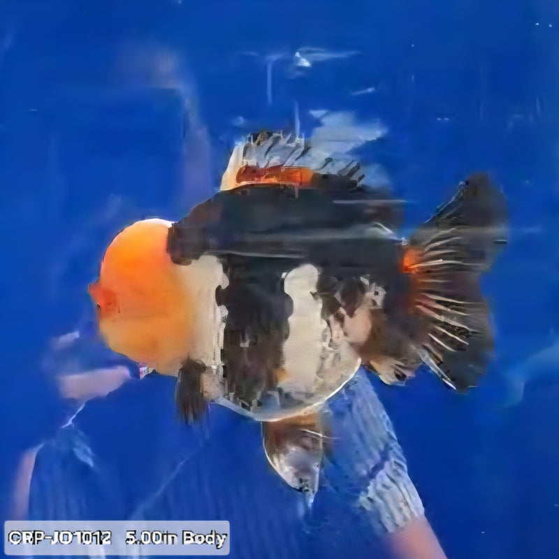 Thai Premium Jumbo Panda Lemon Head Short Tail Giant Breed 5.00 inch Body Oranda (CRP-JO1012)