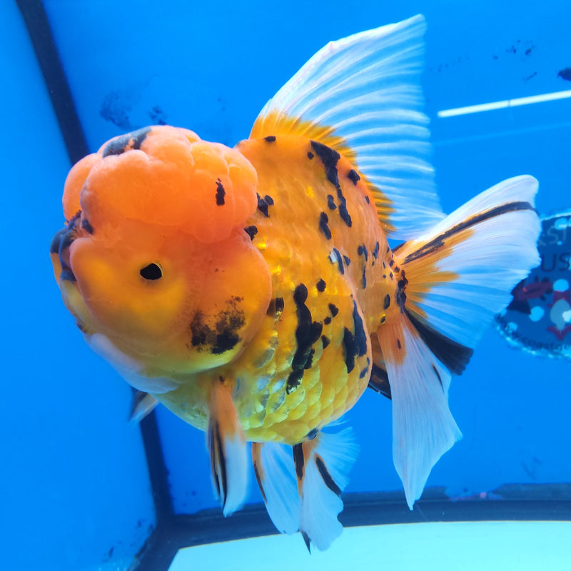Thai Oranda Tiger JUMBO  4.5” Body Male(FEB-378)R2A08