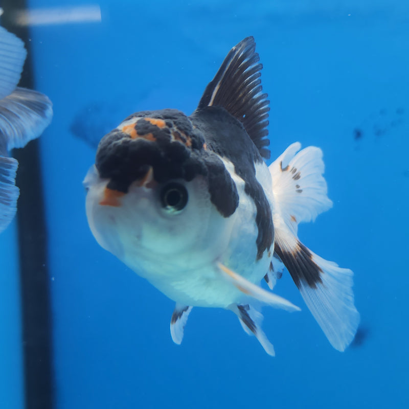 Thai Oranda Panda Tri-Color  2.5 F (FEB-178)R3A07