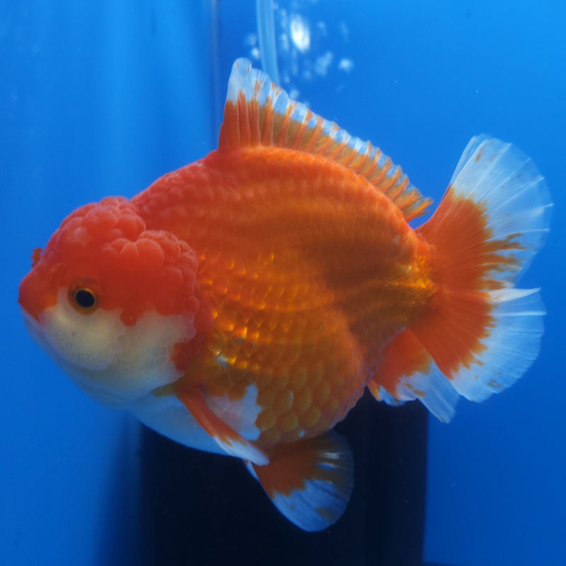 Thai Jumbo Oranda Red & White 4.5in Female (FEB-242)BLUETUB1